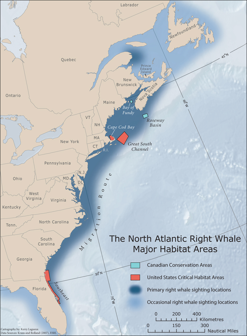Rightwhale ca The North Atlantic Right Whale In Canada Rightwhale ca The North Atlantic Right Whale In Canada
